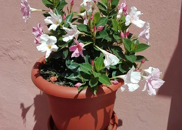 Casa Ofelia